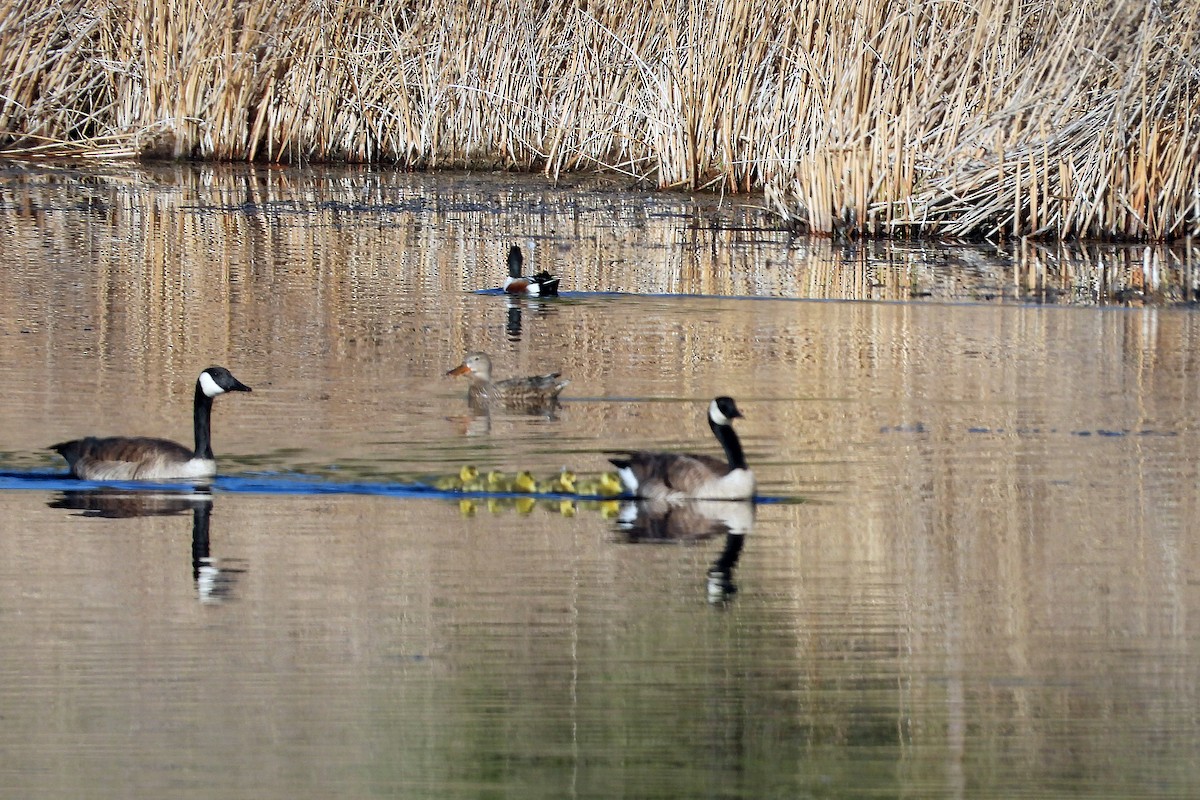 Canada Goose - Cathleen Nichols