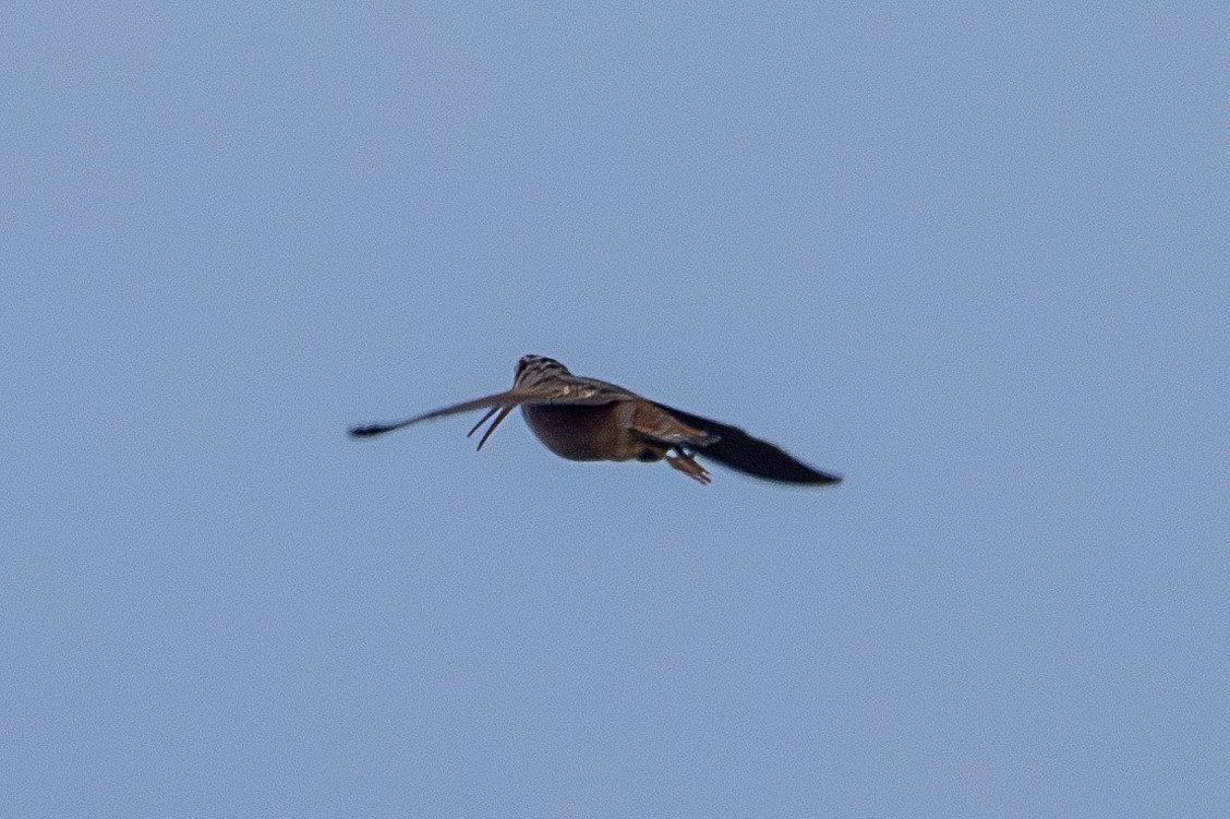 Eurasian Woodcock - ML619179754