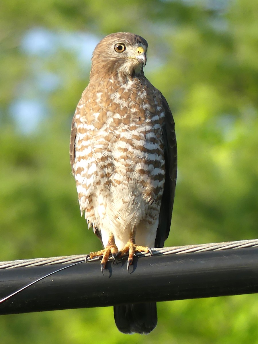 Broad-winged Hawk - Warren Dunlop