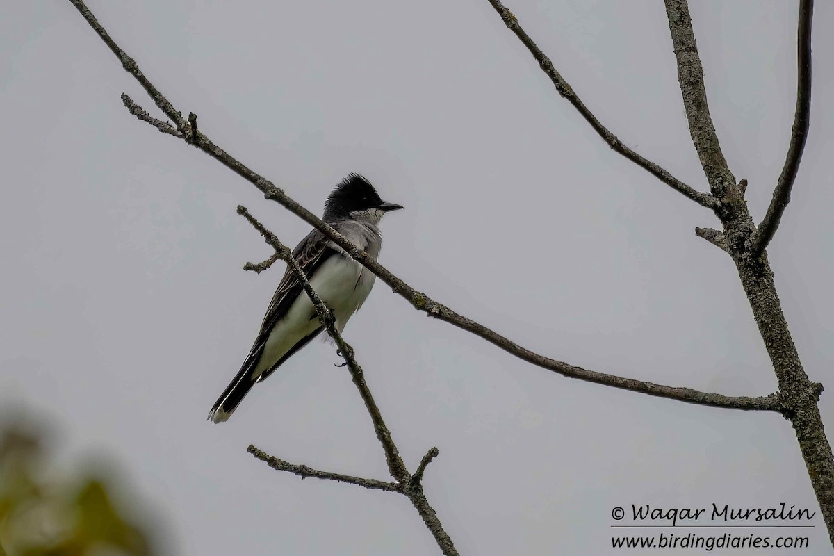 Eastern Kingbird - Waqar Mursalin