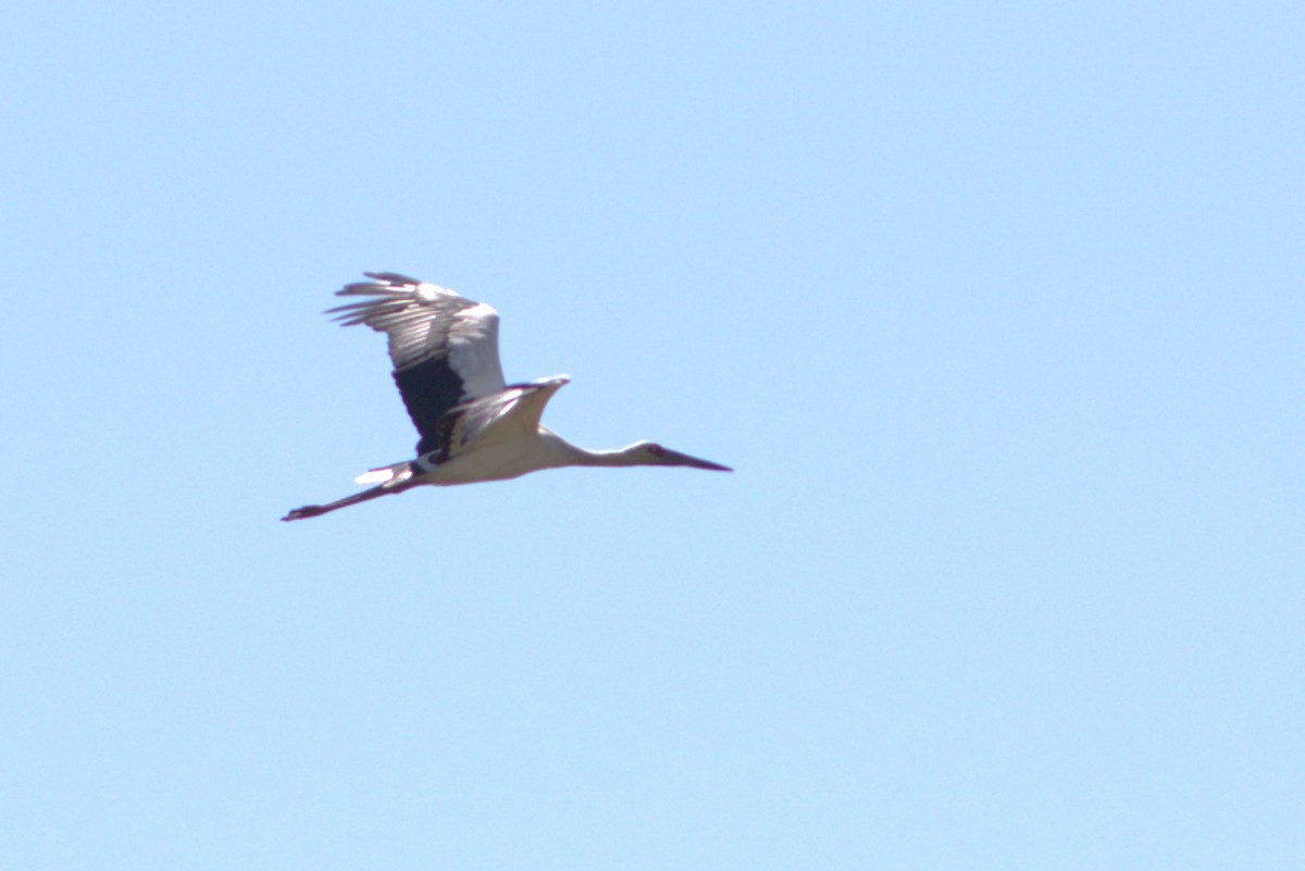 Maguari Stork - Thibault Desclos