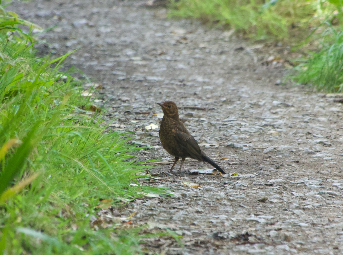 Eurasian Blackbird - Stuart Malcolm