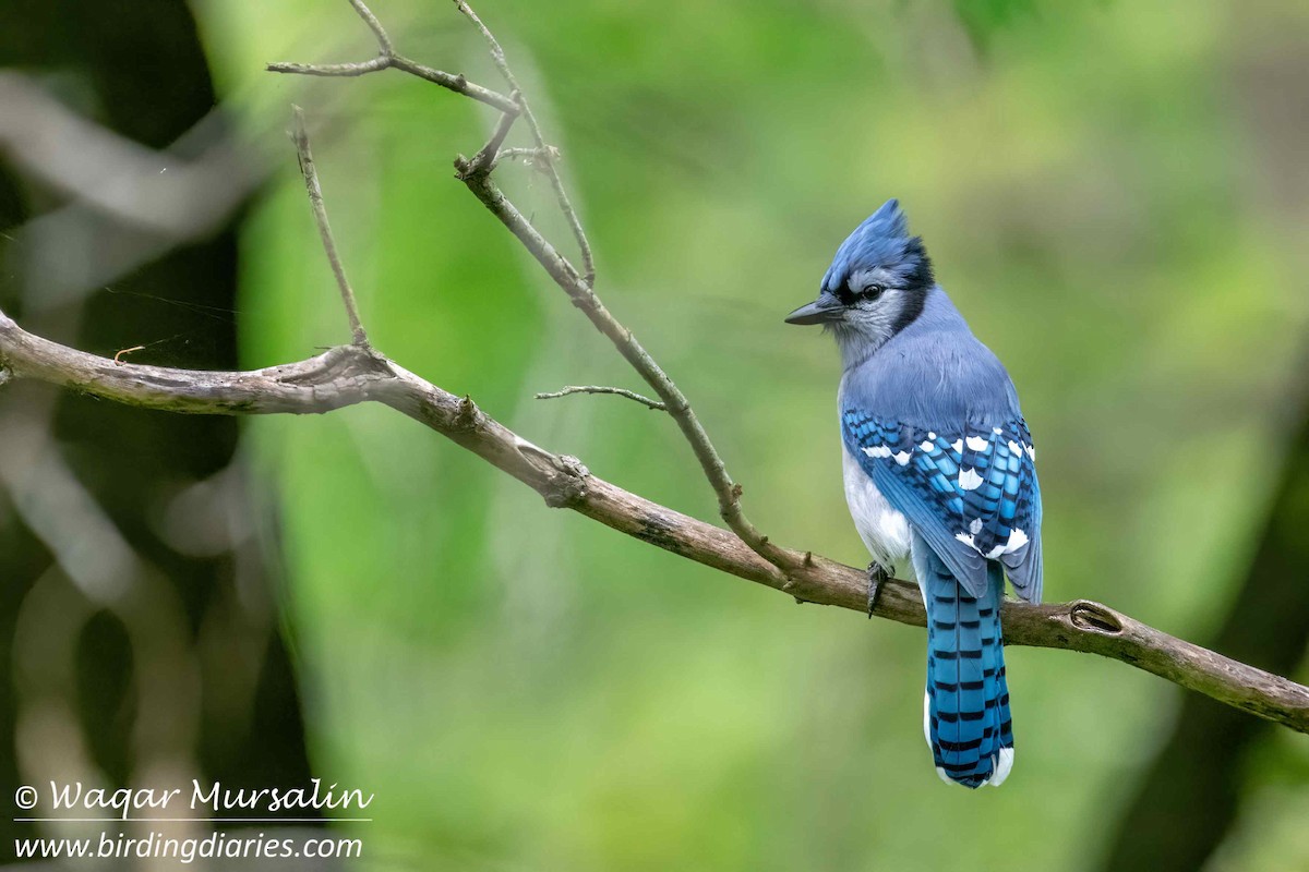 Blue Jay - ML619179774