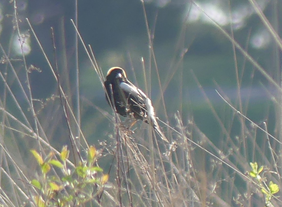 Bobolink - Sharon Fitzgerald