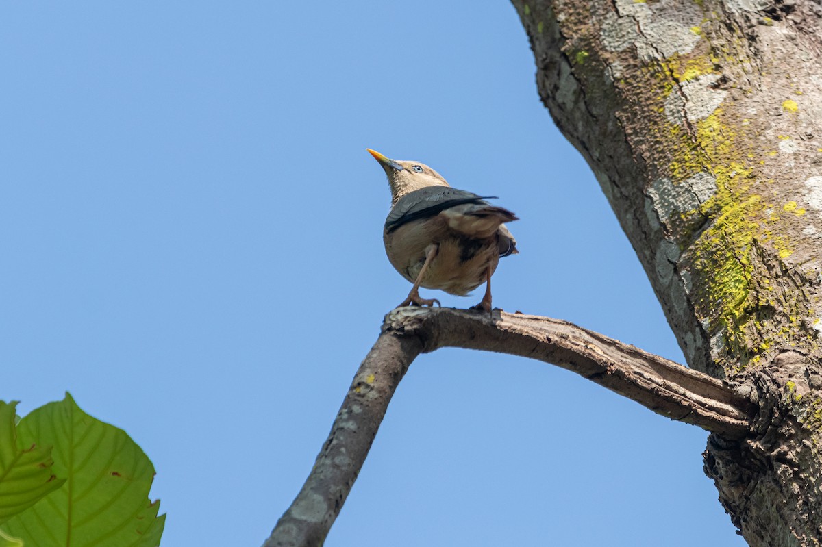 Chestnut-tailed Starling - Lalmani Regmi