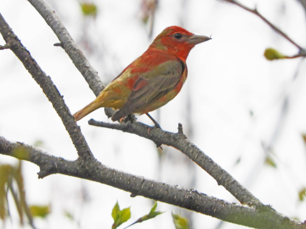 Summer Tanager - Ray Wershler