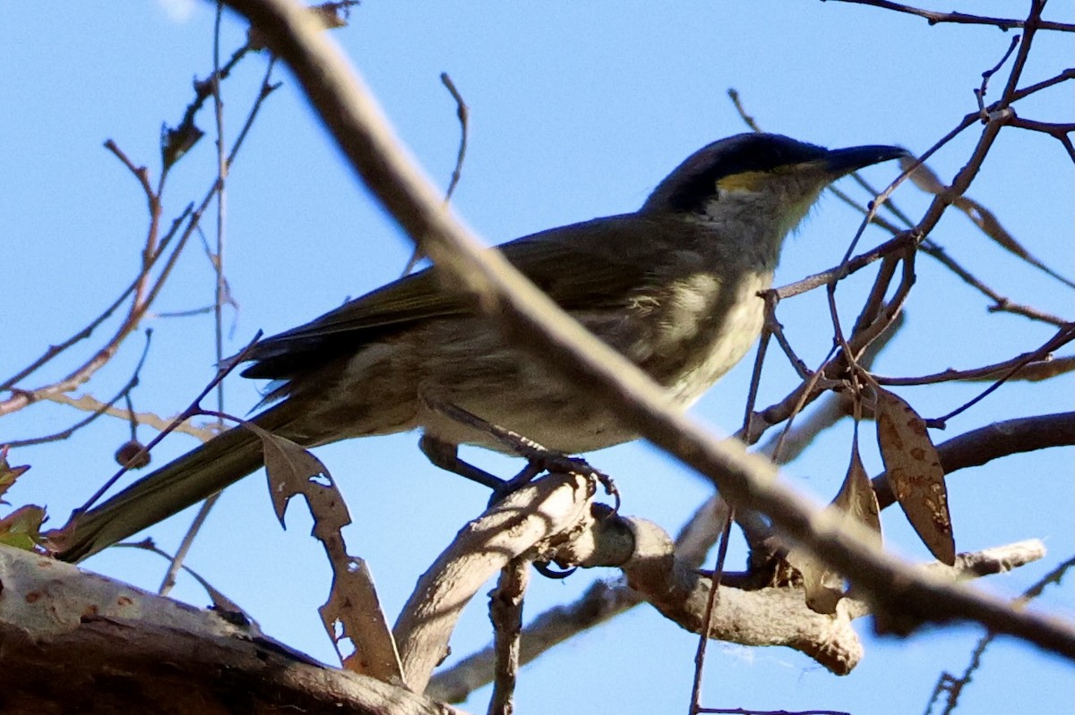 Singing Honeyeater - Terry O’Connor
