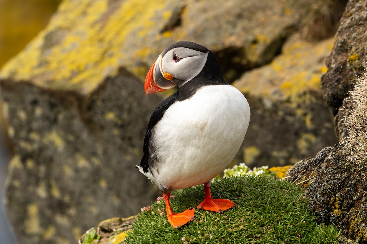 Atlantic Puffin - Marcus Kelly