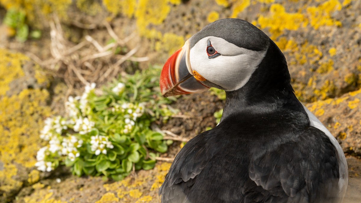 Atlantic Puffin - Marcus Kelly