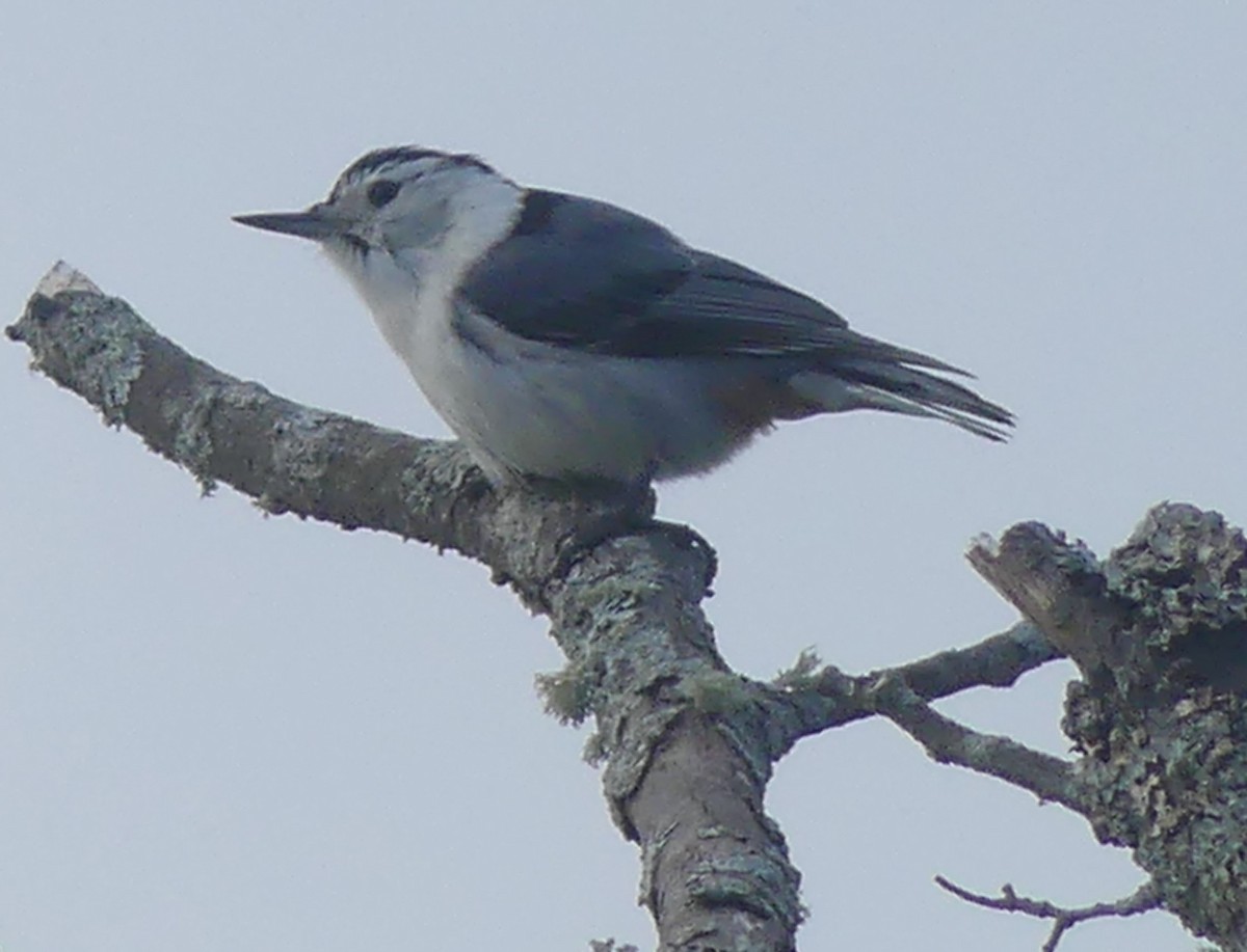White-breasted Nuthatch - ML619179807