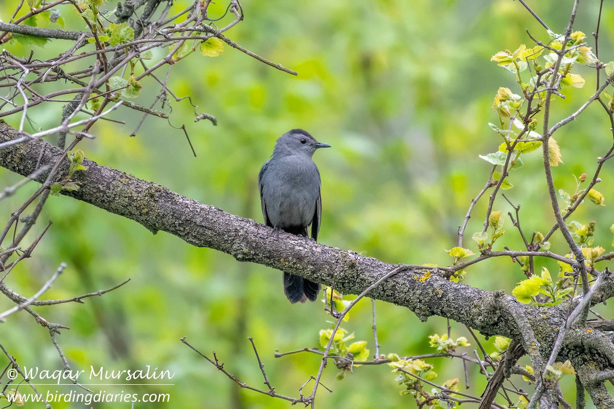 Gray Catbird - Waqar Mursalin