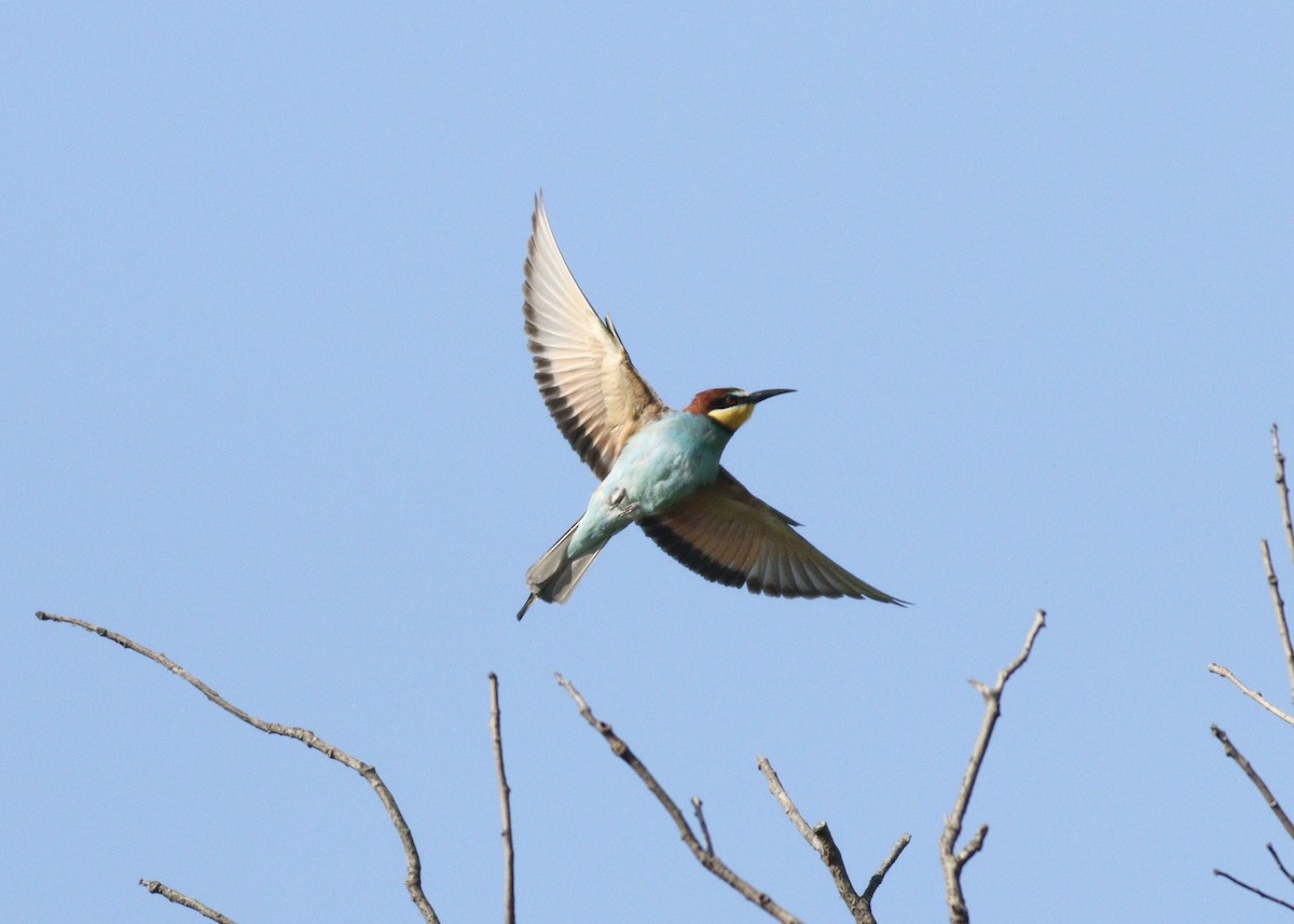 European Bee-eater - Cihan Babuccu