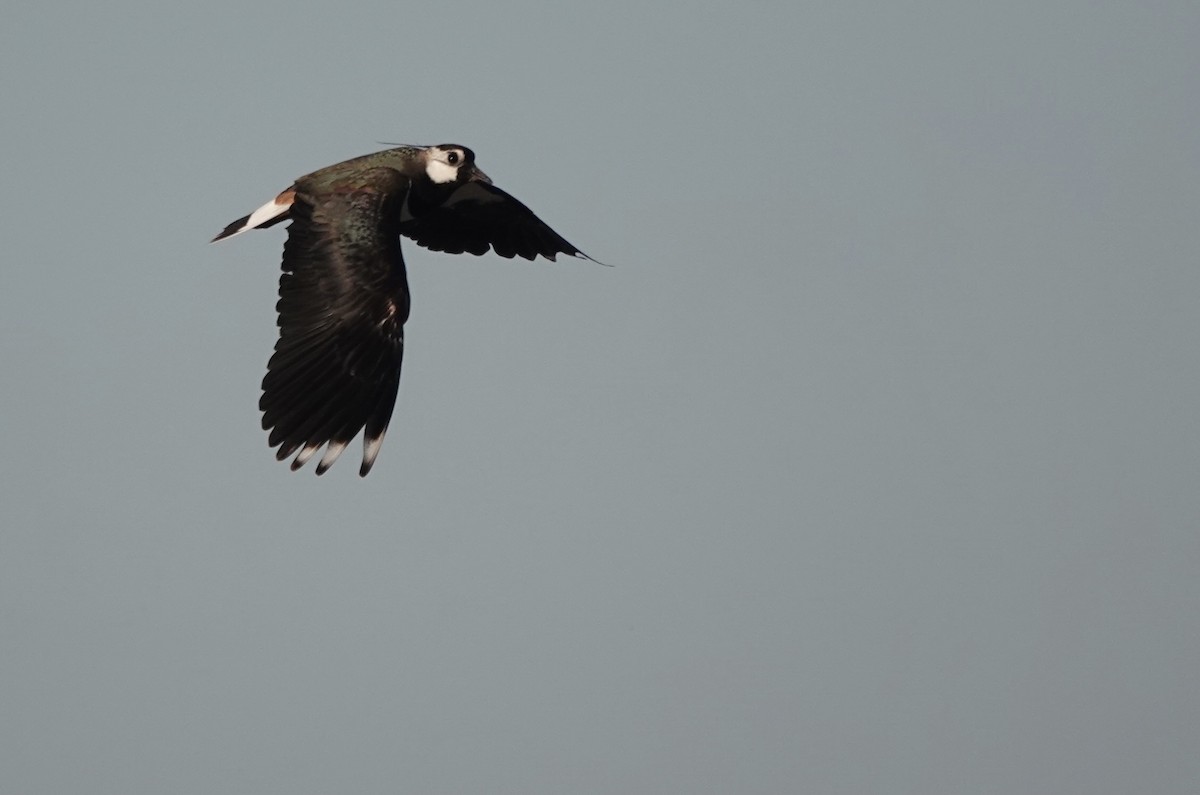 Northern Lapwing - Martin Kennewell