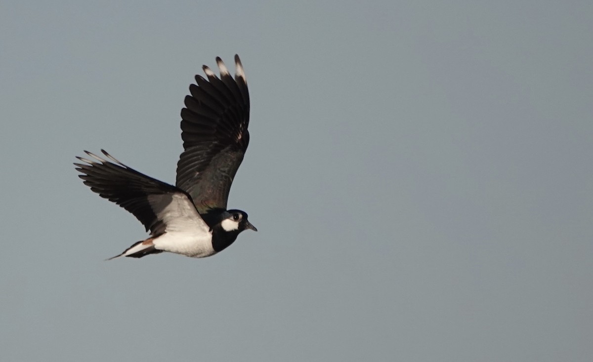Northern Lapwing - Martin Kennewell