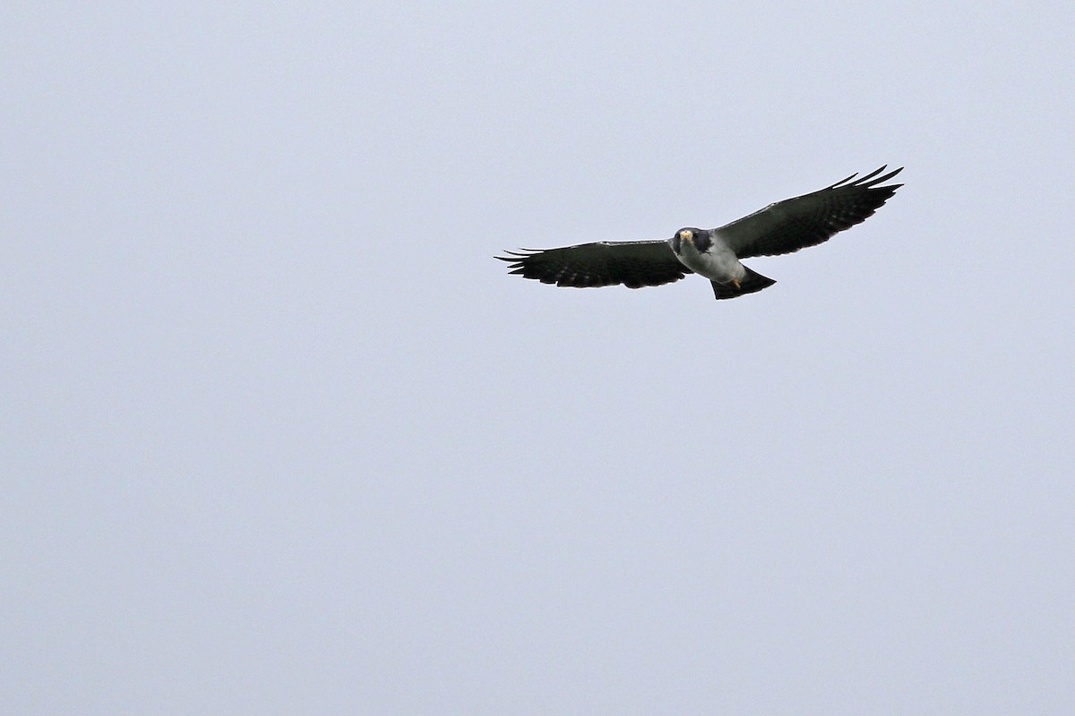 Short-tailed Hawk - Stu Elsom