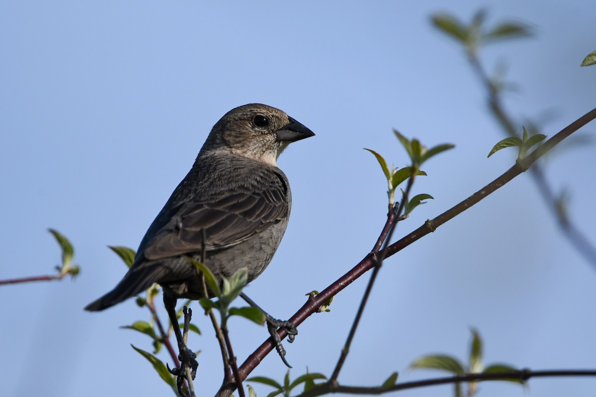 Brown-headed Cowbird - Dan O'Brien