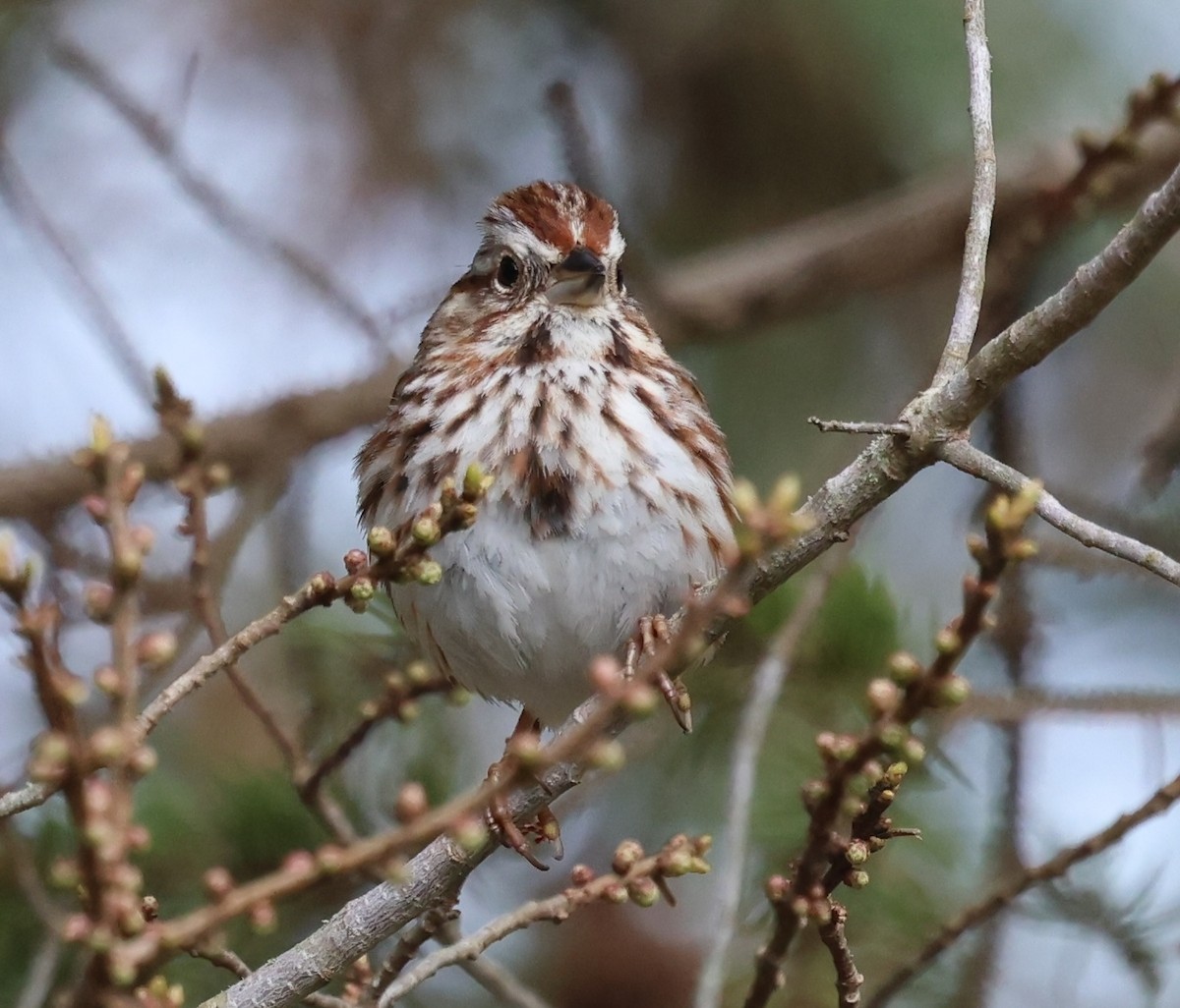 Song Sparrow - ML619179854