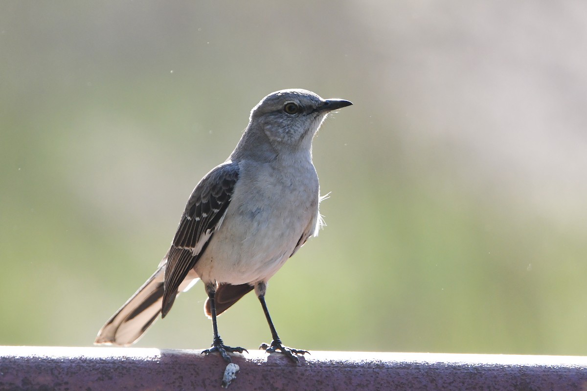 Northern Mockingbird - ML619179862