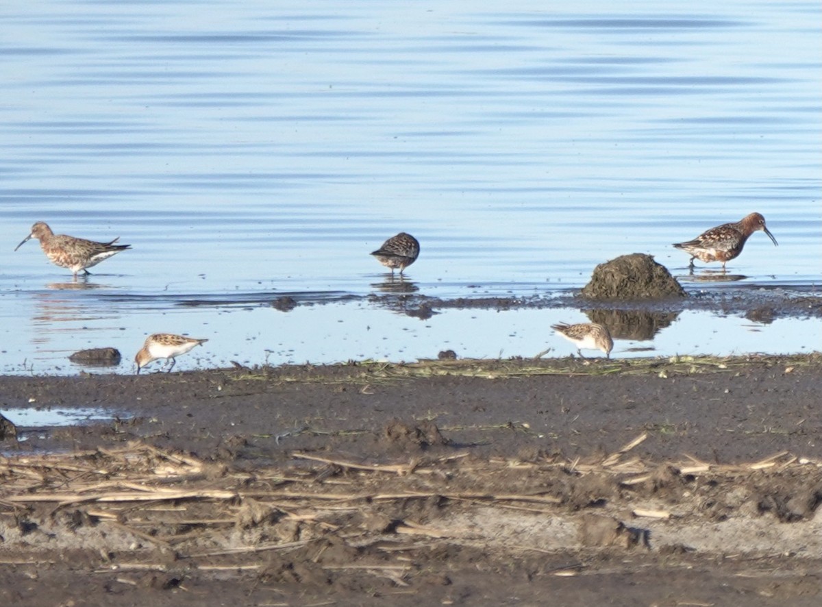 Curlew Sandpiper - Martin Kennewell