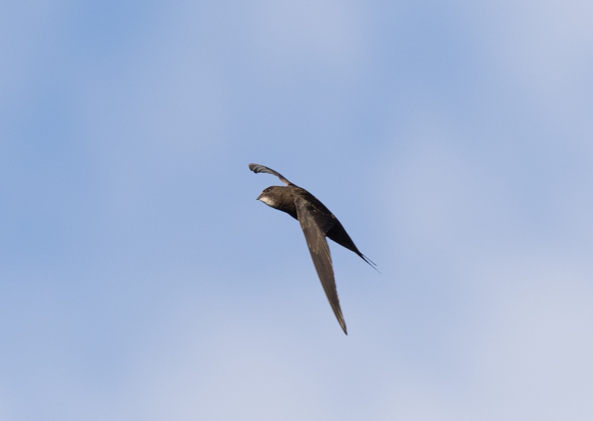 Common Swift - Bárbara Morais