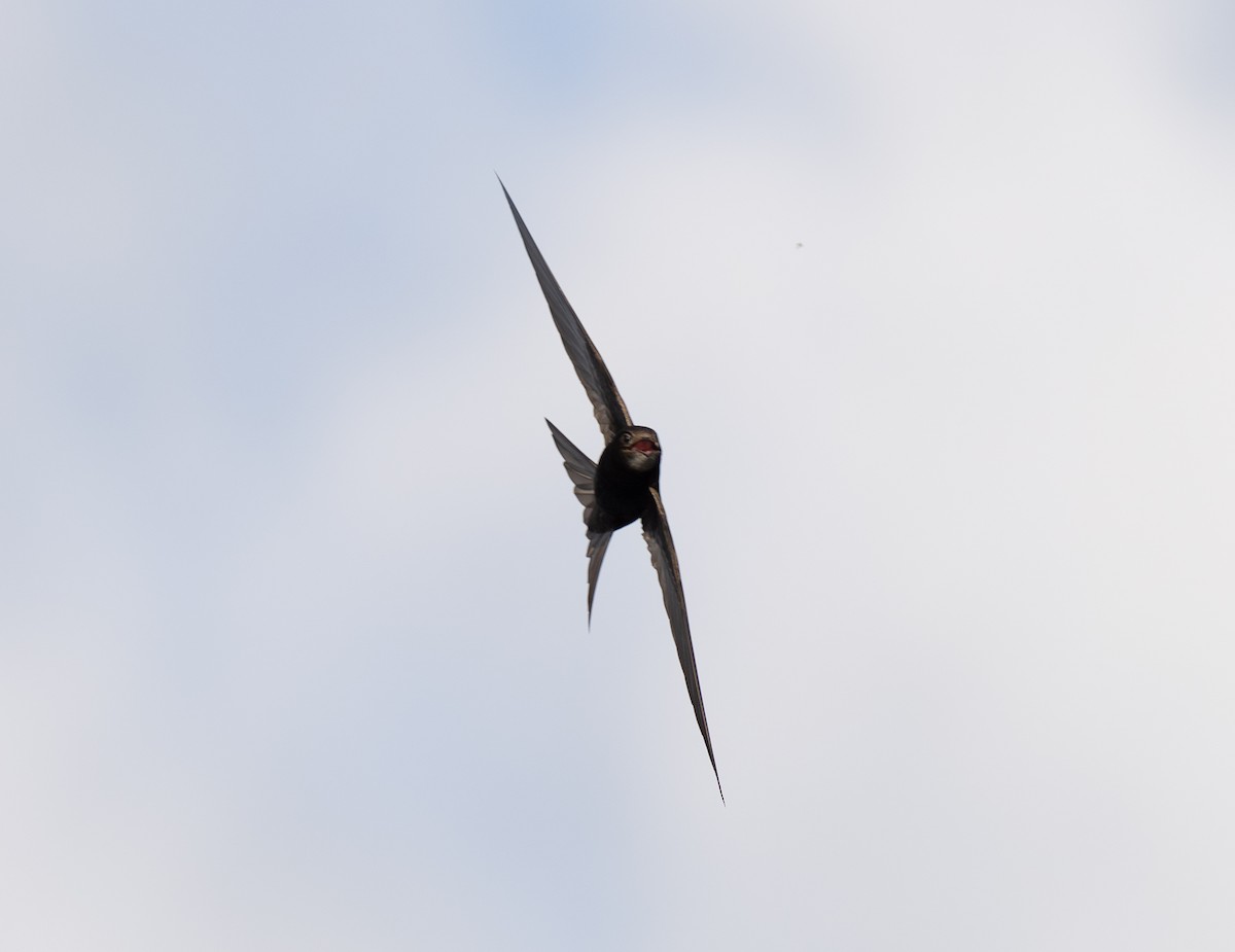 Common Swift - Bárbara Morais