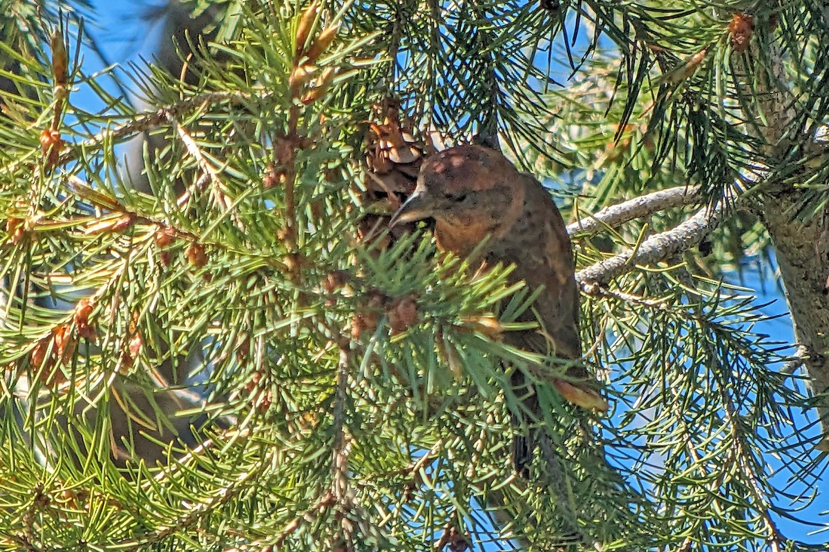 Red Crossbill - Richard Fray