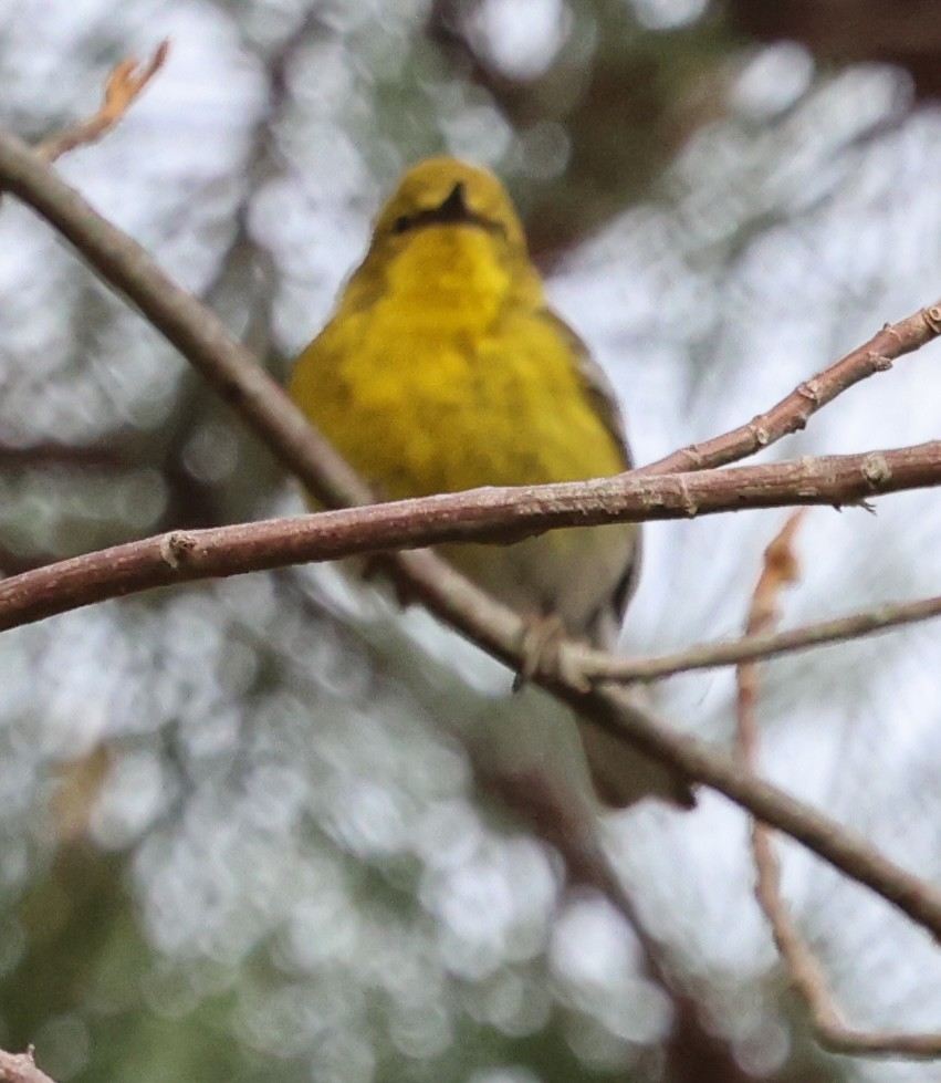 Pine Warbler - burton balkind