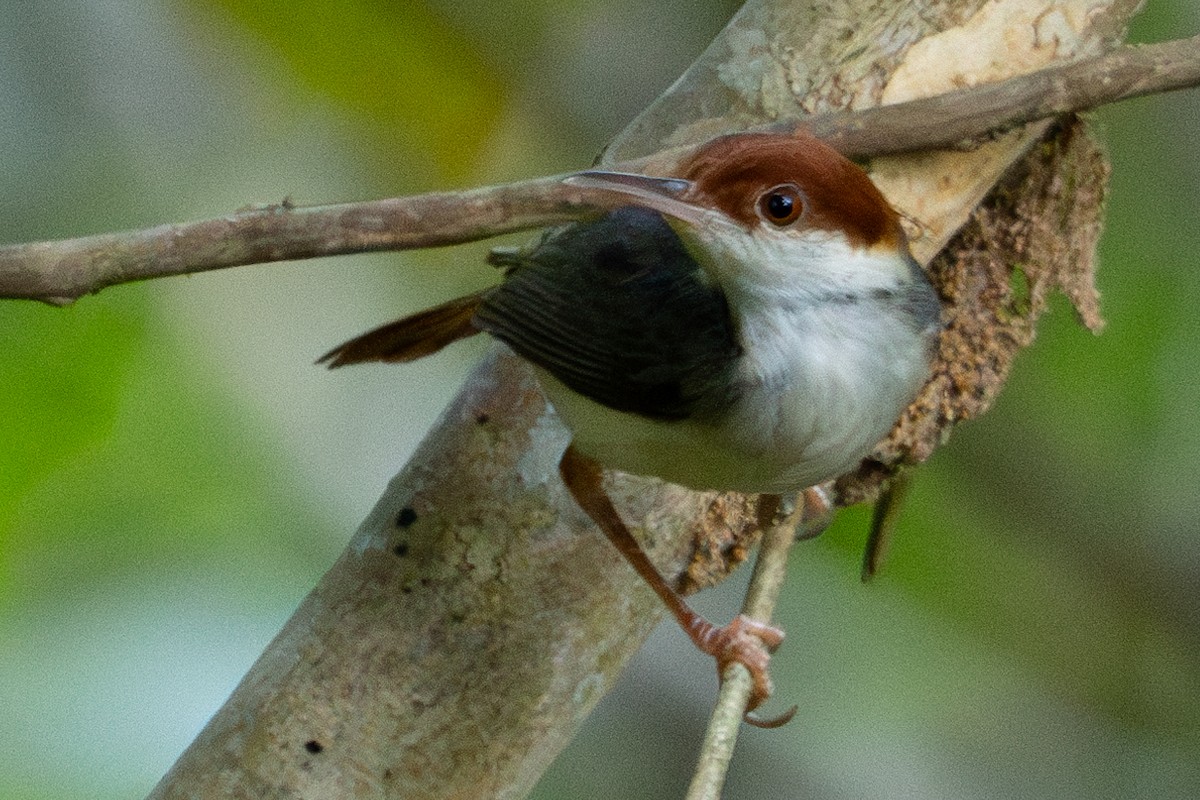 Rufous-tailed Tailorbird - Richard Edden
