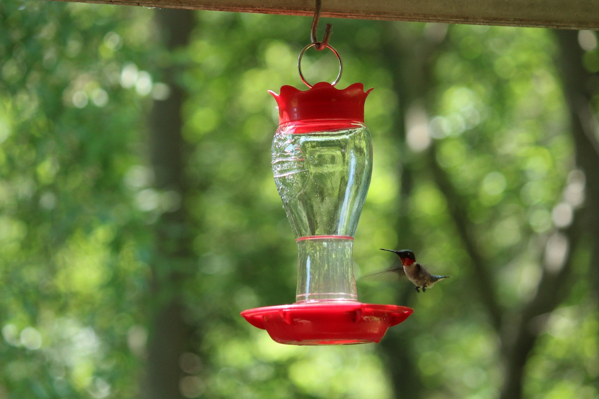 Ruby-throated Hummingbird - Lori Free