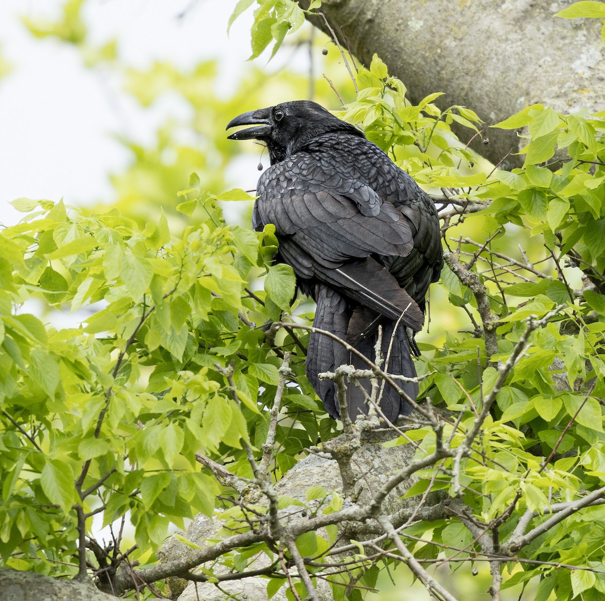 Common Raven - ML619179968