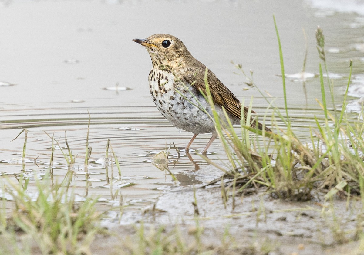 Swainson's Thrush - Kim  Garrison