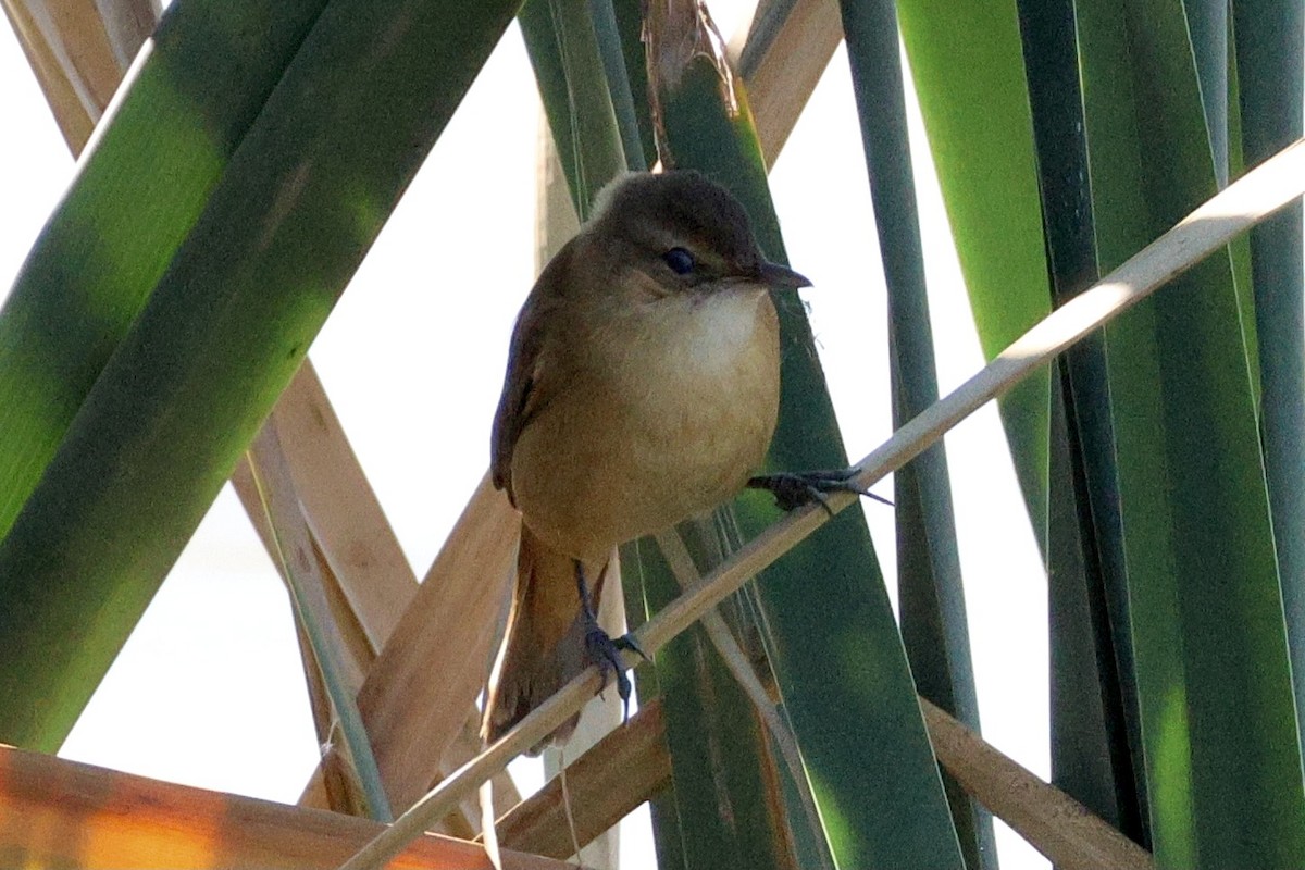 Australian Reed Warbler - Terry O’Connor