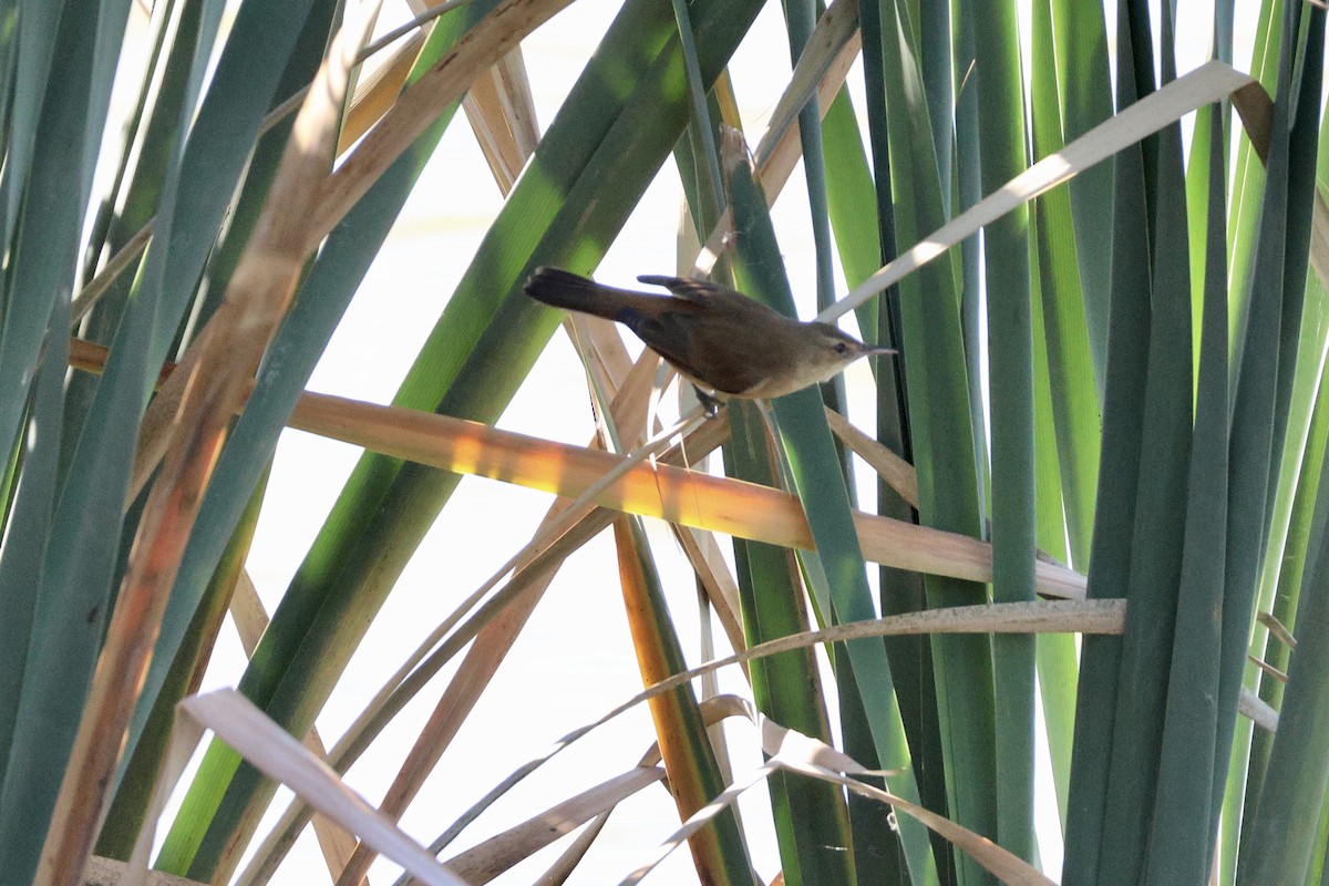 Australian Reed Warbler - Terry O’Connor
