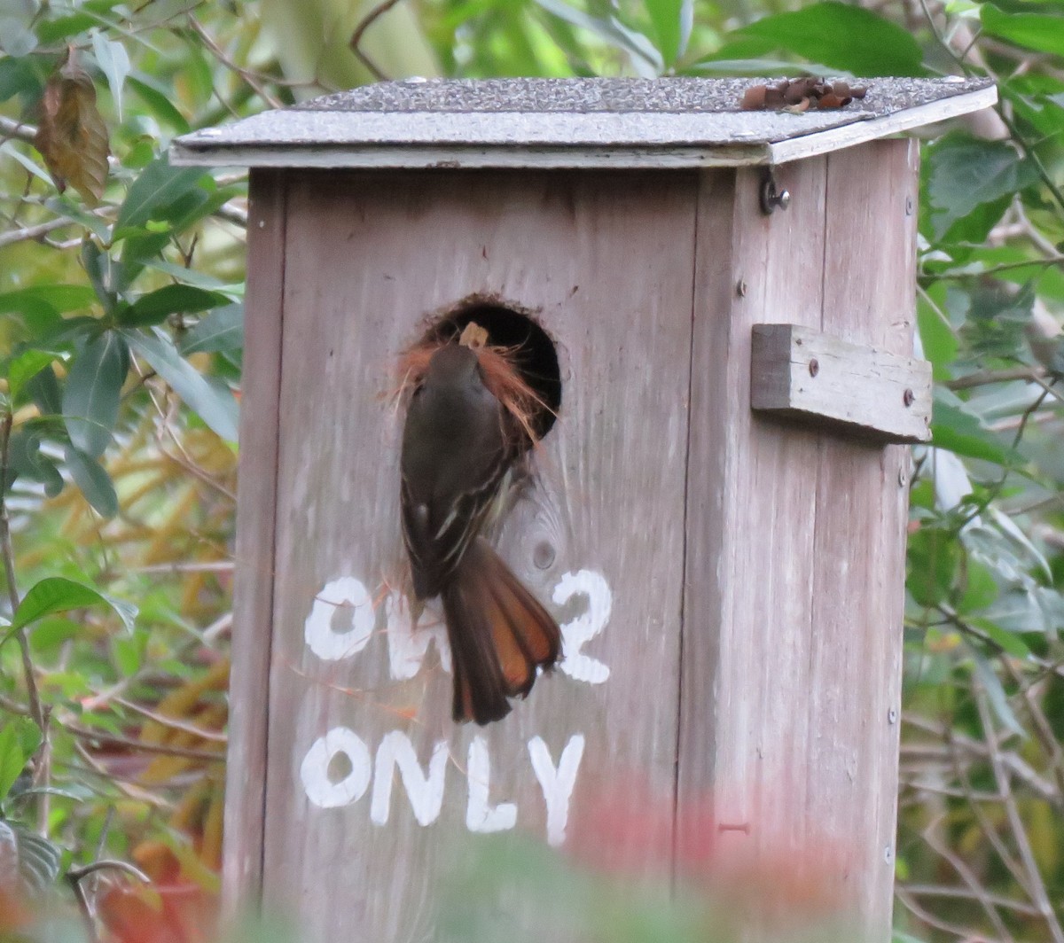 Great Crested Flycatcher - Guiller Mina