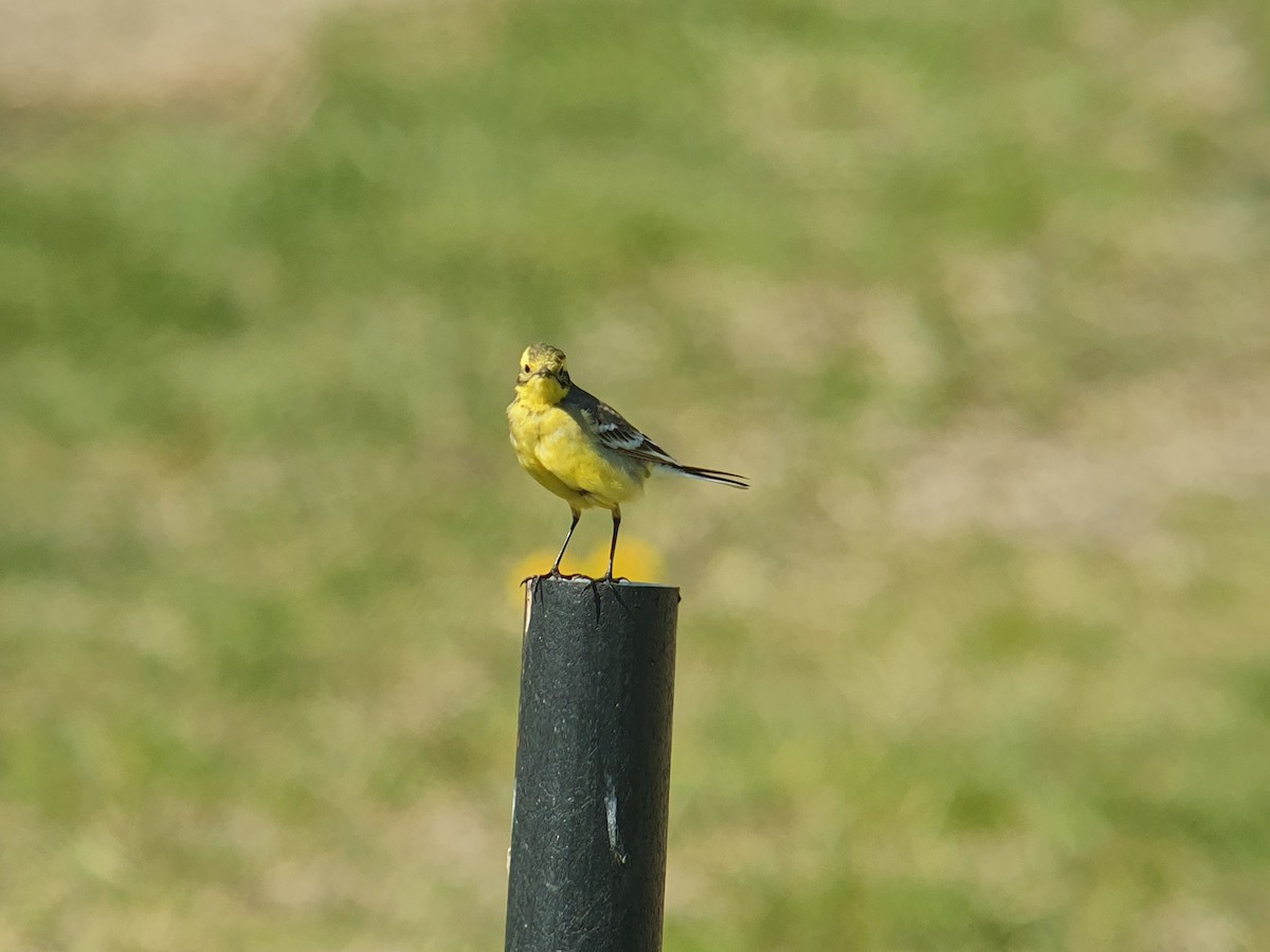 Citrine Wagtail - Coleta Holzhäuser