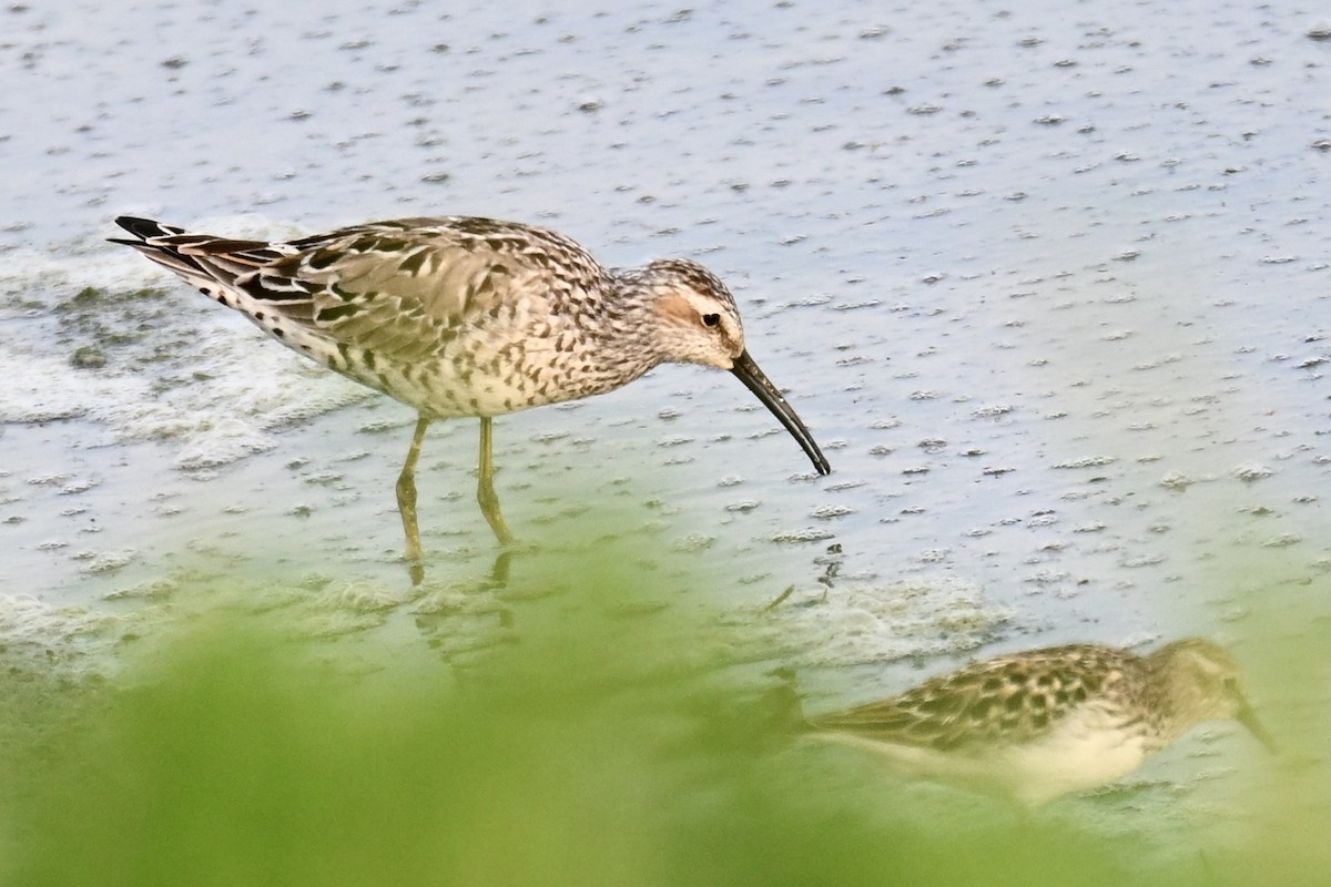 Bindenstrandläufer - ML619179995