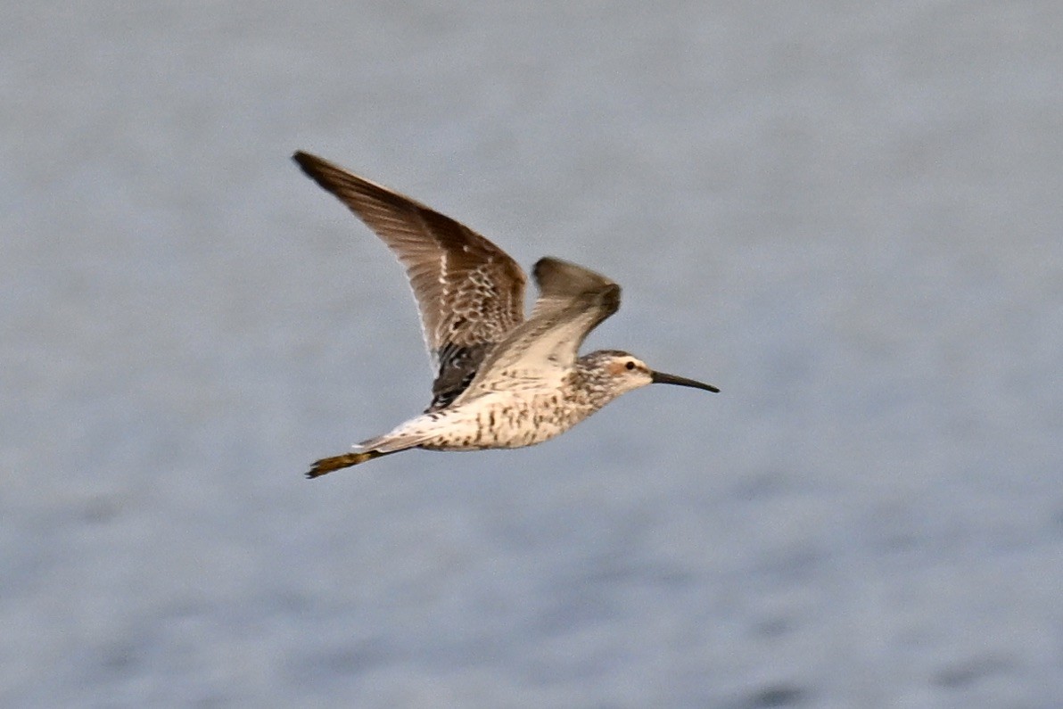 Stilt Sandpiper - ML619179998