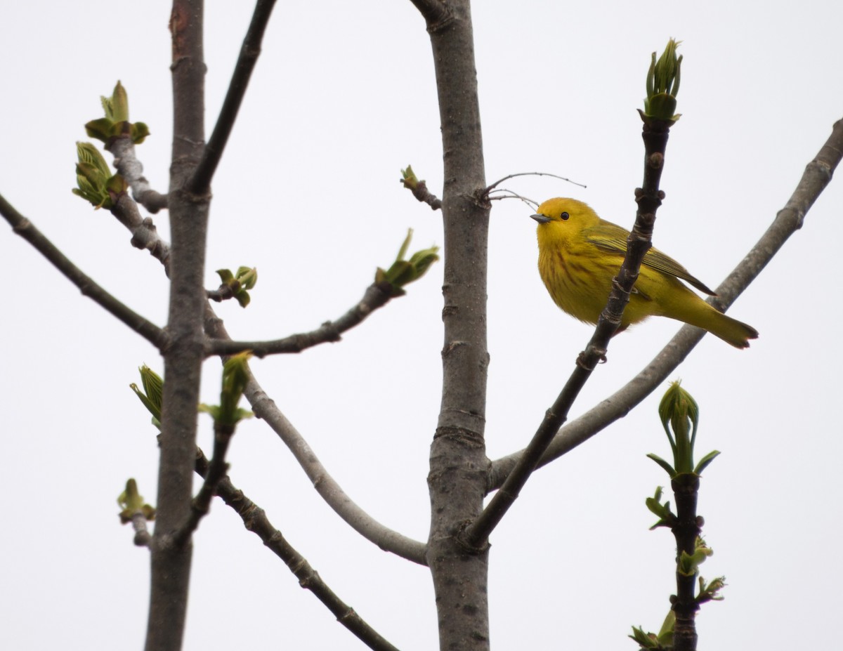 Yellow Warbler - Tucker Frank