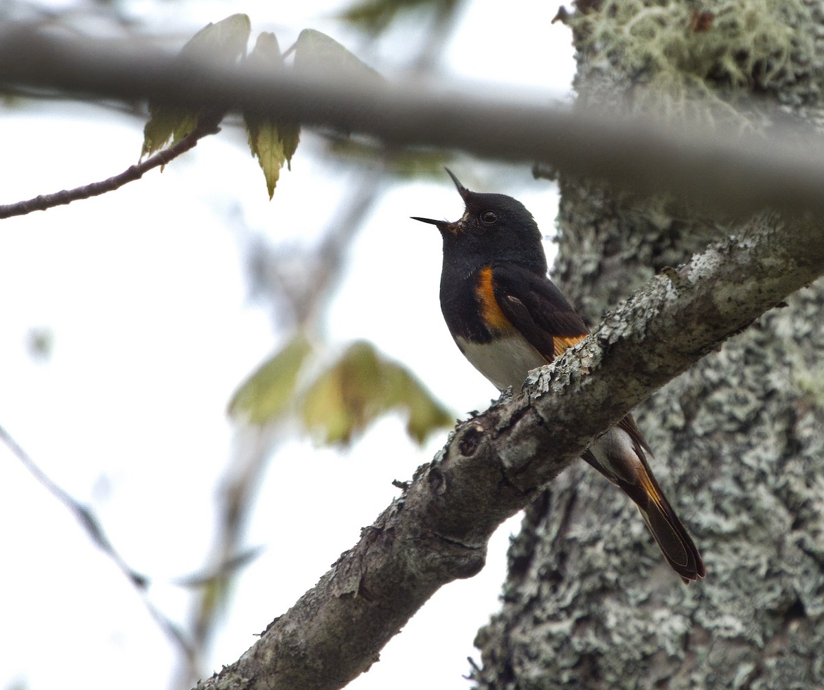 American Redstart - Tucker Frank