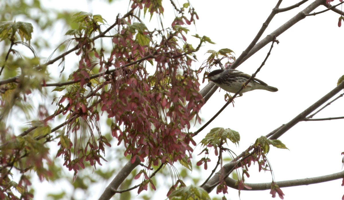 Blackpoll Warbler - ML619180013