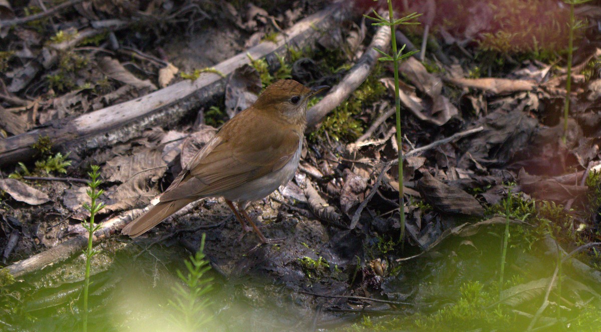 Veery - ML619180021