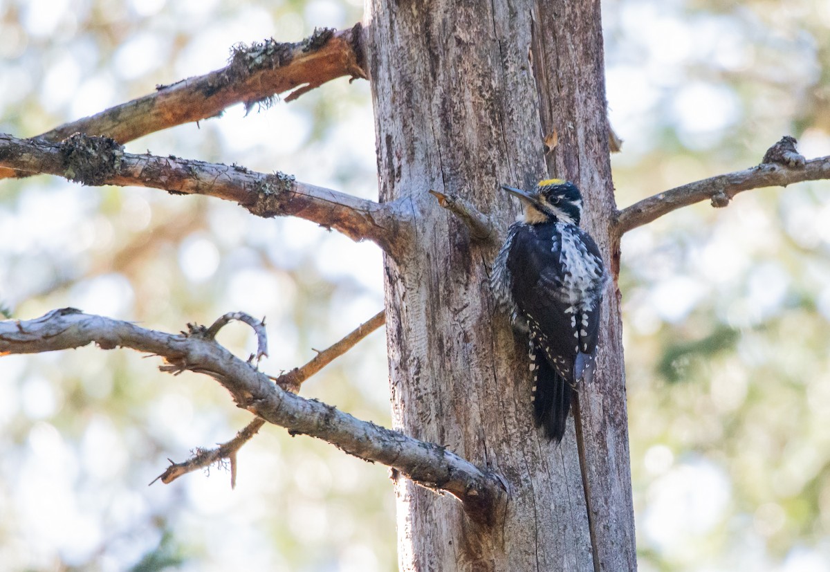 Eurasian Three-toed Woodpecker - Fabio Fercher