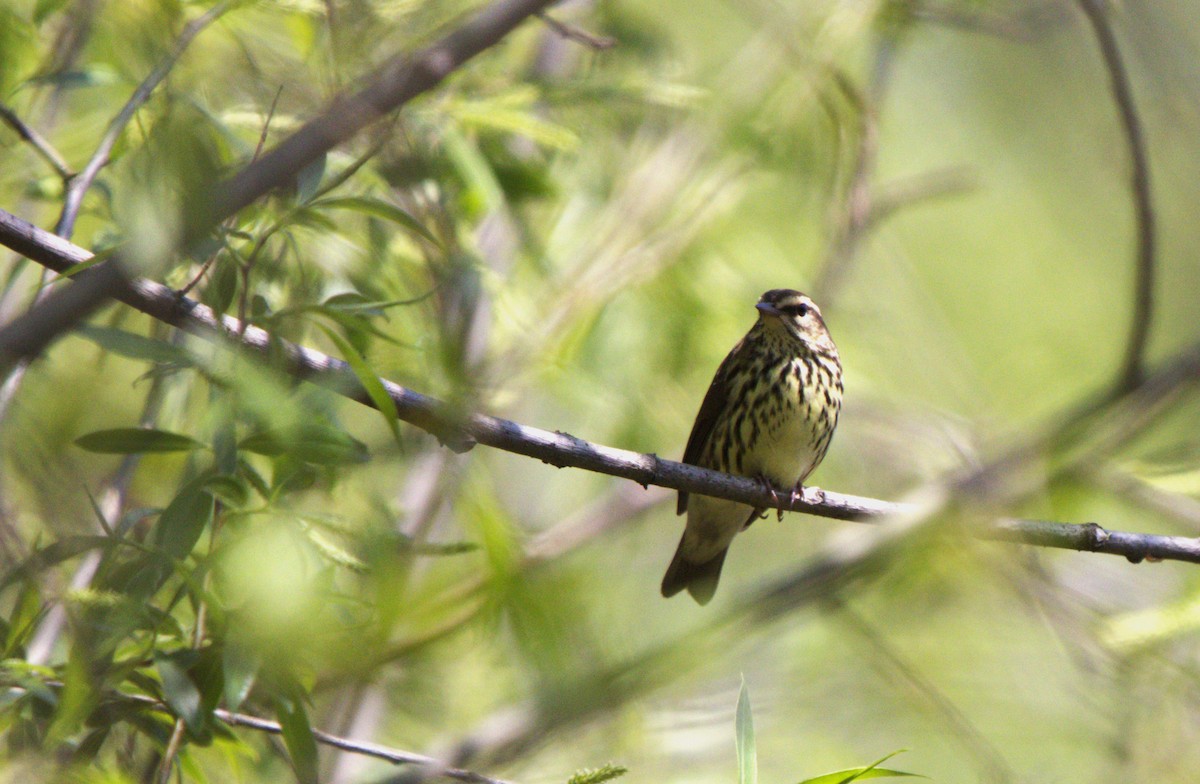 Northern Waterthrush - Francine Goupil