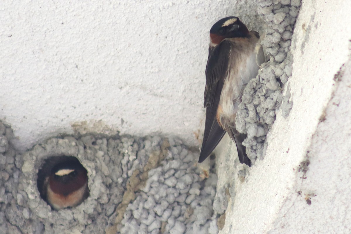Cliff Swallow - Greg Laverty