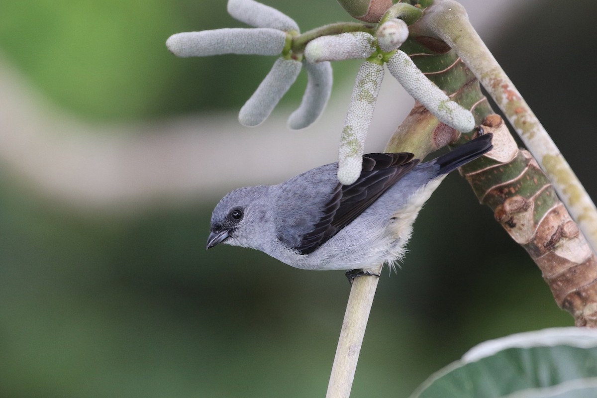 Plain-colored Tanager - Stu Elsom