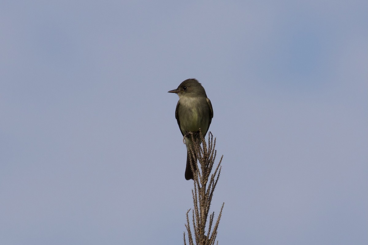 Eastern Wood-Pewee - Zachary Tonzetich