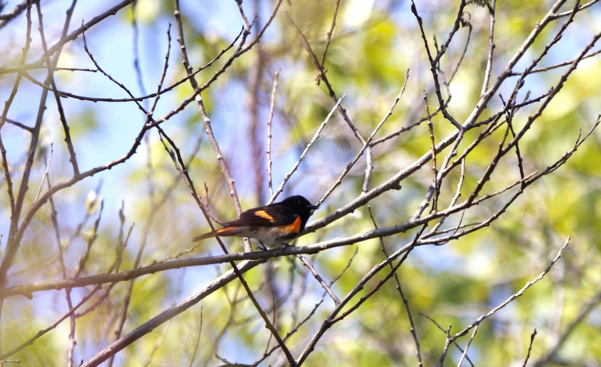 American Redstart - Francine Goupil