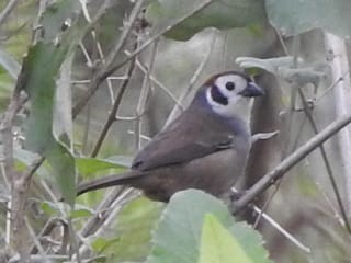 White-faced Ground-Sparrow - ML619180062