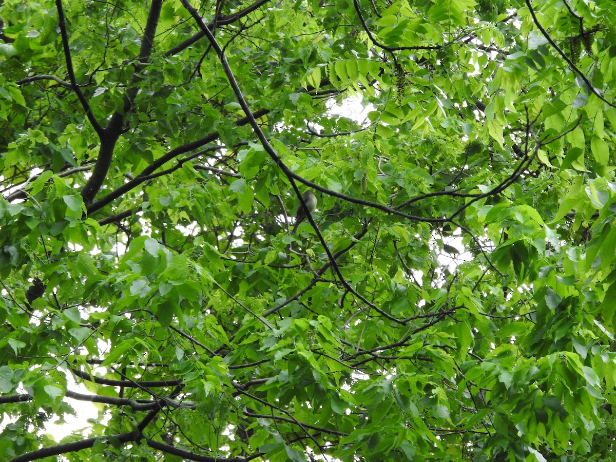 Eastern Wood-Pewee - Isaiah Craft