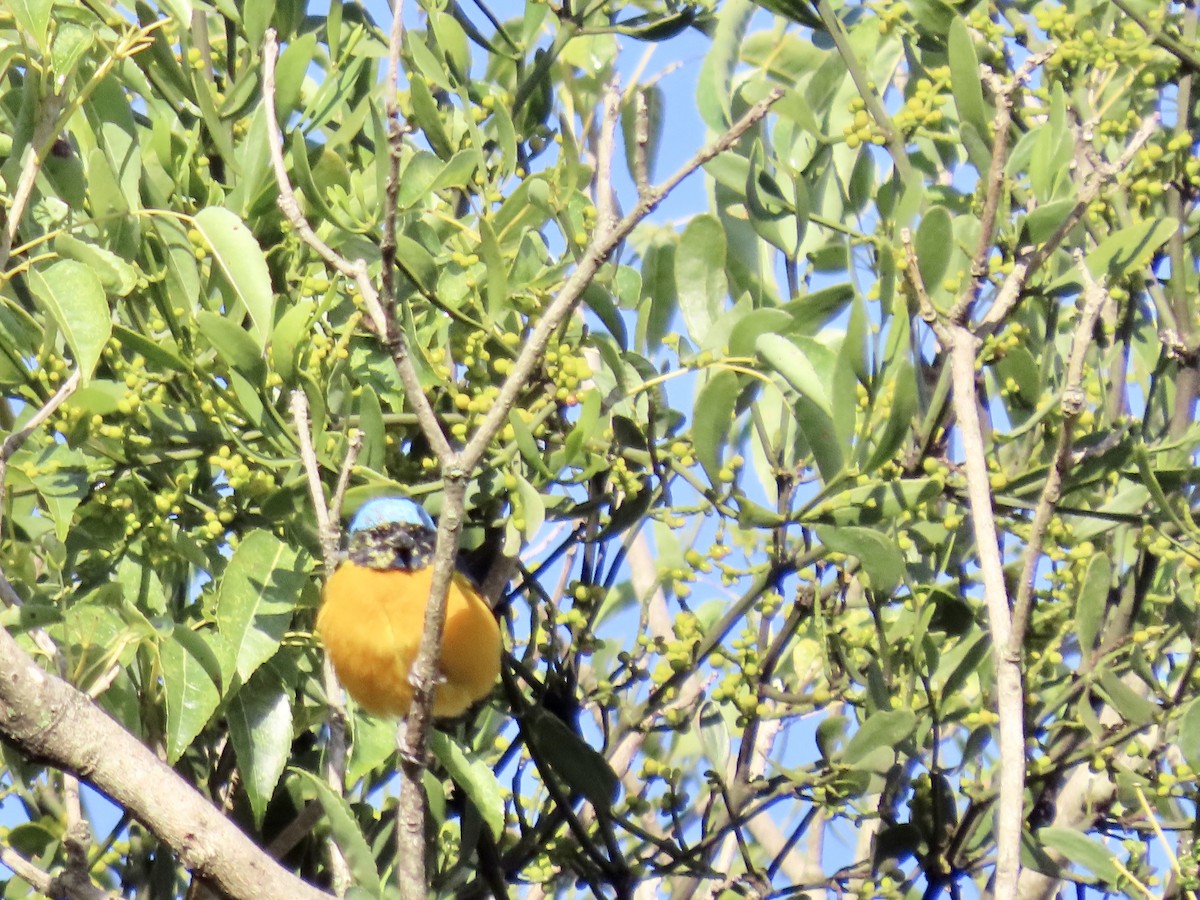 Golden-rumped Euphonia - Ines Vasconcelos